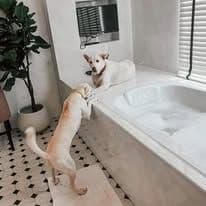 เพทไฮแลนด์ด็อกเฮ้าท์ (PetsHighland Dog House) รูปภาพที่ 10