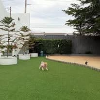 เพทไฮแลนด์ด็อกเฮ้าท์ (PetsHighland Dog House) รูปภาพที่ 13
