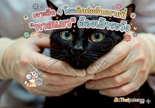 เจาะลึก 4 โรคติดต่ออันตรายที่ "ทาสแมว" ต้องเฝ้าระวัง