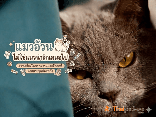 "แมวอ้วนไม่ใช่แมวน่ารักเสมอไป"  ความเสี่ยงโรคเบาหวานและข้อต่อที่ทาสสายขุนต้องระวัง
