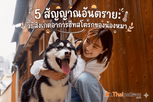 5 สัญญาณอันตราย: วิธีสังเกตอาการฮีทสโตรกของน้องหมา