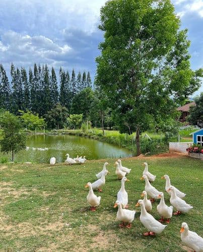 บูคอลเลค เขาใหญ่ (Bucolic Khaoyai) รูปภาพที่ 2