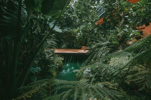 เรฟฟรอเรน คาเฟ่ (Rainforest Café) รูปภาพที่ 9