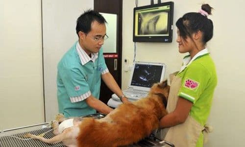 โรงพยาบาลสัตว์รัตนาธิเบศร์ รูปภาพที่ 3