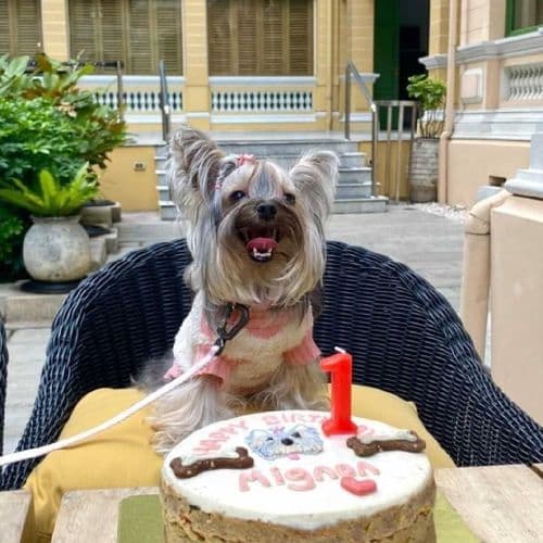 ด็อกเกอรี่คาเฟเพ็ทเดลี่ (Dogkery Cafe Pet Deli) รูปภาพที่ 4