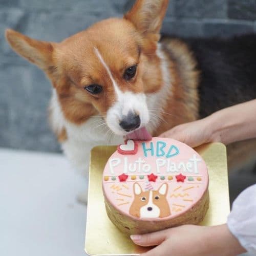 ด็อกเกอรี่คาเฟเพ็ทเดลี่ (Dogkery Cafe Pet Deli) รูปภาพที่ 12