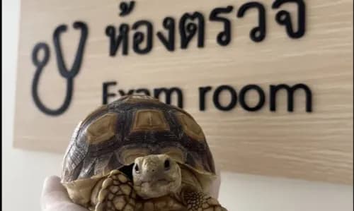 ชัยนิมิตรรักษาสัตว์ รูปภาพที่ 3