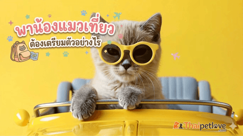 พาน้องแมวเที่ยว ต้องเตรียมตัวอย่างไร