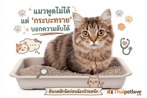 โรคนิ่วในแมว: สังเกตอาการฉี่ไม่ออก  สัญญาณเตือนภัยที่ทาสห้ามมองข้าม