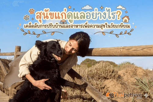 สุนัขแก่ดูแลอย่างไร? เคล็ดลับการปรับบ้านและอาหารเพื่อความสุขในวัยเกษียณ