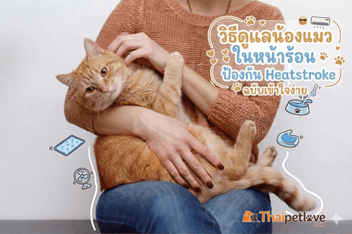 วิธีดูแลน้องแมวในหน้าร้อน ป้องกัน Heatstroke ฉบับเข้าใจง่าย