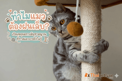 ทำไมแมวต้องฝนเล็บ? เปิดเหตุผลทางสัญชาตญาณที่ทาสแมวอาจยังไม่รู้