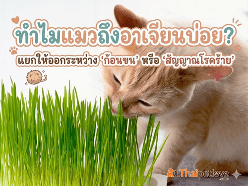 ทำไมแมวถึงอาเจียนบ่อย? แยกให้ออกระหว่าง "ก้อนขน" หรือ "สัญญาณโรคร้าย"