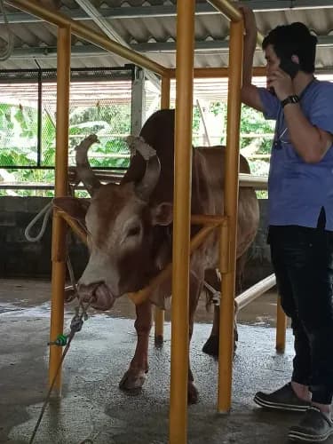 โรงพยาบาลวัวชนภาคใต้ รูปภาพที่ 2