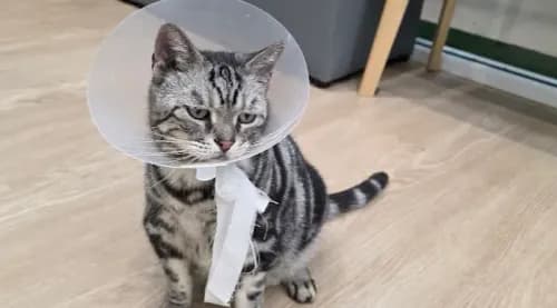 โรงพยาบาลสัตว์ไดโนพอล Dino Paw Animal Hospital รูปภาพที่ 3