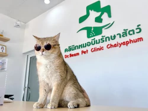 คลินิกหมอบีมรักษาสัตว์ รูปภาพที่ 3