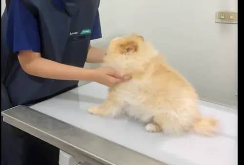 โอเคนรักษาสัตว์ Oken pet clinic รูปภาพที่ 4