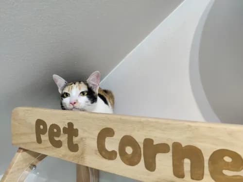 Pet Corner รักษาสัตว์  รูปภาพที่ 2
