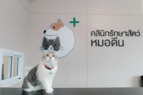 คลินิกรักษาสัตว์หมอดีน รูปภาพที่ 3