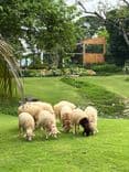 บูคอลเลค เขาใหญ่ (Bucolic Khaoyai)