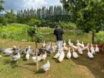 บูคอลเลค เขาใหญ่ (Bucolic Khaoyai)