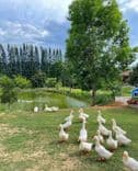 บูคอลเลค เขาใหญ่ (Bucolic Khaoyai)