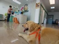 ไชยวัฒนะรักษาสัตว์