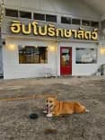 คลินิกฮิปโปรักษาสัตว์