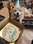 ด็อกเกอรี่คาเฟเพ็ทเดลี่ (Dogkery Cafe Pet Deli)