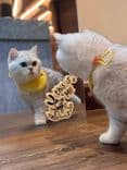 พอว์สวิลล์ (Pawsville)