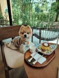พอว์สวิลล์ (Pawsville)
