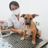 คลินิกบ้านหมอปอยรักษาสัตว์
