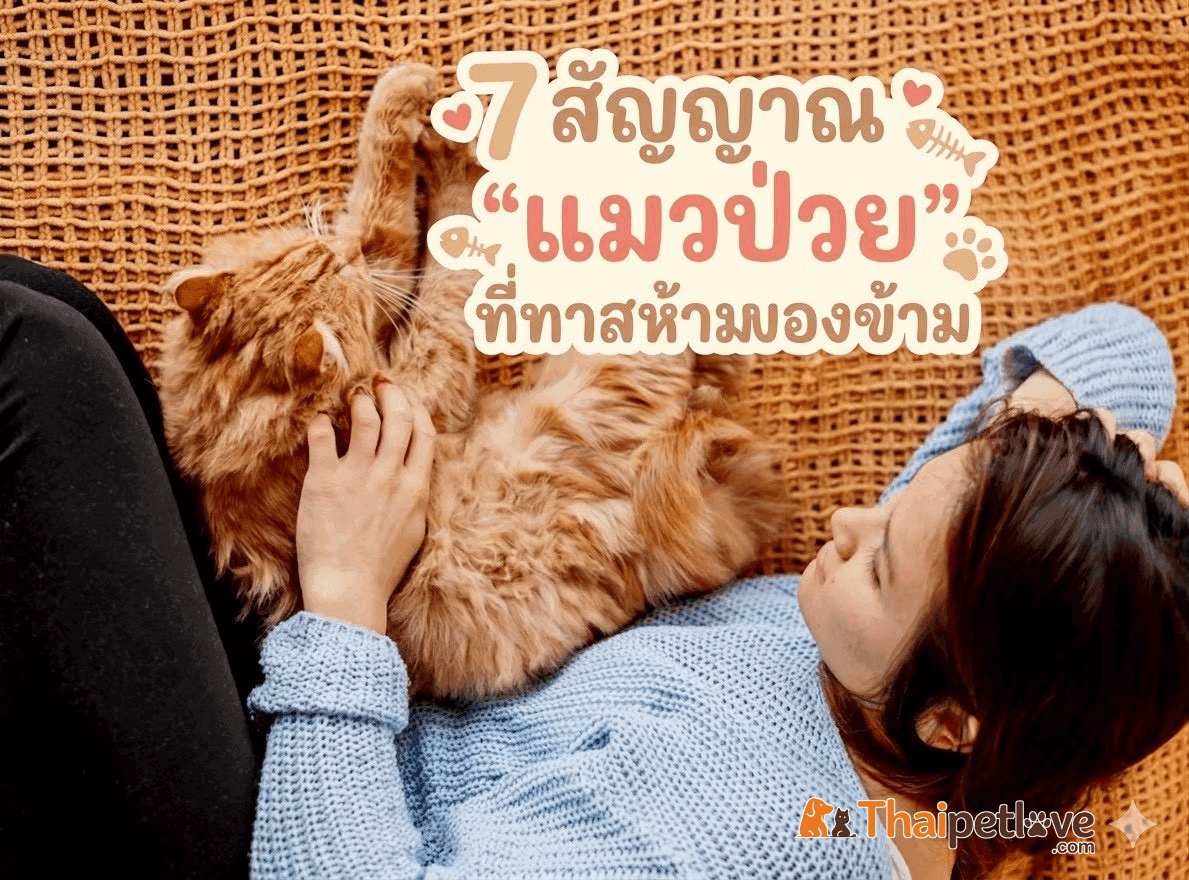 7 สัญญาณ 'แมวป่วย' ที่ทาสห้ามมองข้าม