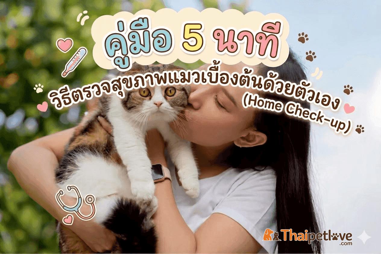 คู่มือ 5 นาที : วิธีตรวจสุขภาพแมวเบื้องต้นด้วยตัวเอง (Home Check-up)
