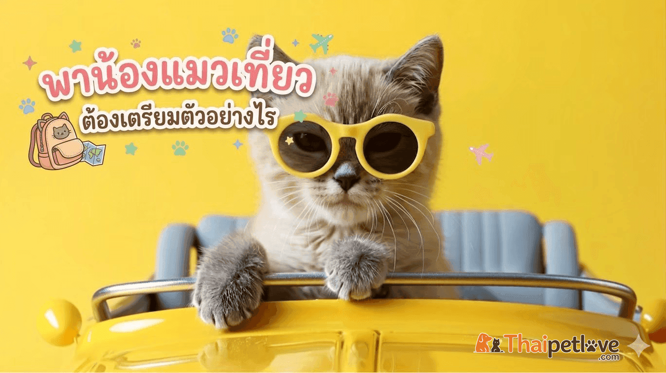 พาน้องแมวเที่ยว ต้องเตรียมตัวอย่างไร