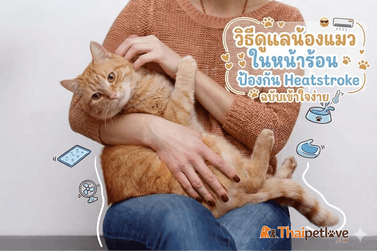 วิธีดูแลน้องแมวในหน้าร้อน ป้องกัน Heatstroke ฉบับเข้าใจง่าย