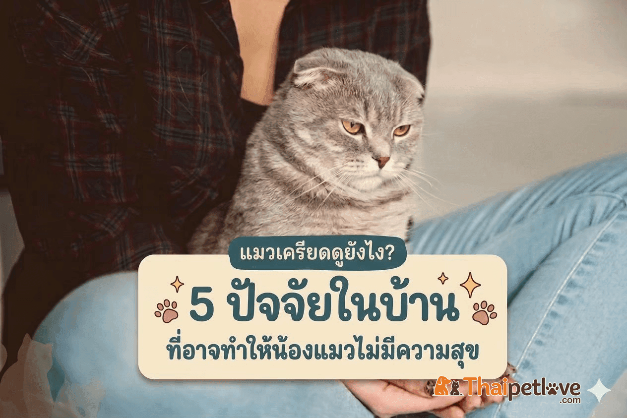 แมวเครียดดูยังไง? 5 ปัจจัยในบ้านที่อาจทำให้น้องแมวไม่มีความสุข